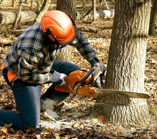 Tree Removal in Hull, TX